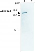 Anti-ATP13A2 (C-terminal) antibody produced in rabbit 