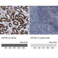 Anti-ATP1B1 antibody produced in rabbit 