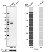 Anti-ATP1B1 antibody produced in rabbit