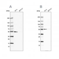 Anti-ATP5A1 antibody produced in rabbit HPA040622-100UL