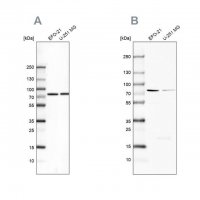 Anti-ATP6V1A antibody produced in rabbit 