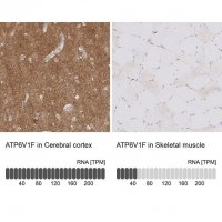 Anti-ATP6V1F antibody produced in rabbit 