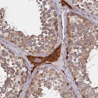 Anti-ATXN2L antibody produced in rabbit