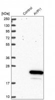 Anti-AVPI1 antibody produced in rabbit HPA037649-100UL