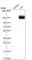 Anti-AXL antibody produced in rabbit 