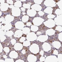 Anti-AZU1 antibody produced in rabbit
