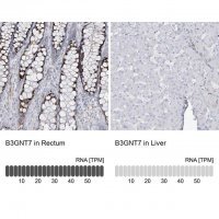Anti-B3GNT7 antibody produced in rabbit 