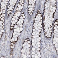 Anti-B3GNT7 antibody produced in rabbit