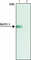 Anti-BACE 1, C-Terminus (485-501) antibody produced in rabbit B0806-.2ML