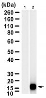 Anti-Bacteriophage MS2 Antibody, clone 1B21 ZooMAb� Rabbit Monoclonal 