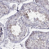 Anti-BAG5 antibody produced in rabbit 