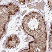 Anti-BAG6 antibody produced in rabbit 