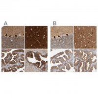 Anti-BAIAP2 antibody produced in rabbit 