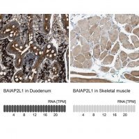 Anti-BAIAP2L1 antibody produced in rabbit 