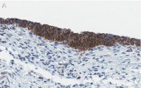 Anti-Bak Antibody, clone 2D18 ZooMAb� Rabbit Monoclonal 
