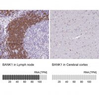 Anti-BANK1 antibody produced in rabbit 