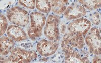 Anti-Bax Antibody, clone 1C7, ZooMAb� Rabbit Monoclonal 