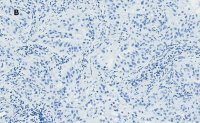 Anti-Bax Antibody, clone 1C7, ZooMAb� Rabbit Monoclonal 