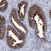 Anti-BBS4 antibody produced in rabbit 