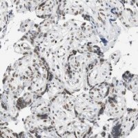Anti-BBX antibody produced in rabbit 