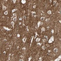 Anti-BCAN antibody produced in rabbit