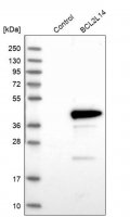 Anti-BCL2L14 antibody produced in rabbit