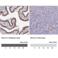 Anti-BCL9 antibody produced in rabbit 