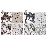 Anti-BCLAF1 antibody produced in rabbit 