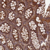 Anti-BECN1 antibody produced in rabbit 