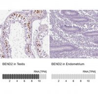 Anti-BEND2 antibody produced in rabbit HPA013142-100UL