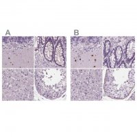 Anti-BHLHE22 antibody produced in rabbit 