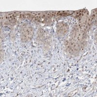 Anti-BHLHE40 antibody produced in rabbit HPA028922-100UL