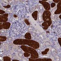 Anti-BHMT2 antibody produced in rabbit