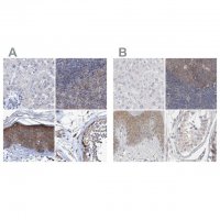 Anti-BICD2 antibody produced in rabbit 