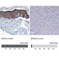 Anti-BICD2 antibody produced in rabbit