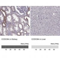 Anti-BICDL1 antibody produced in rabbit 