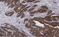 Anti-BIM Antibody, clone 2O18, ZooMAb� Rabbit Monoclonal 