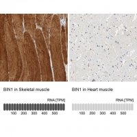 Anti-BIN1 antibody produced in rabbit 