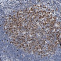 Anti-BIRC3 antibody produced in rabbit