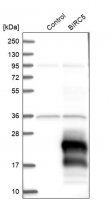 Anti-BIRC5 antibody produced in rabbit 
