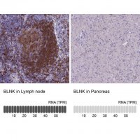 Anti-BLNK antibody produced in rabbit 