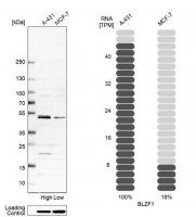 Anti-BLZF1 antibody produced in rabbit HPA025703-100UL