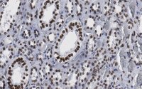 Anti-Bmi-1 Antibody, clone 1G8 ZooMAb� Rabbit Monoclonal 