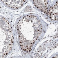 Anti-BMI1 antibody produced in rabbit 