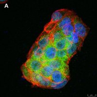 Anti-BMP-2 Antibody, clone 4O5 ZooMAb� Rabbit Monoclonal 