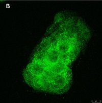Anti-BMP-2 Antibody, clone 4O5 ZooMAb� Rabbit Monoclonal 