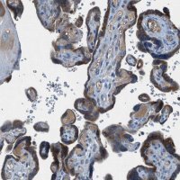 Anti-BMP1 antibody produced in rabbit