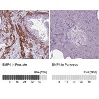 Anti-BMP4 antibody produced in rabbit 