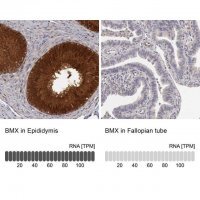 Anti-BMX antibody produced in rabbit 