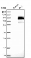 Anti-BMX antibody produced in rabbit 